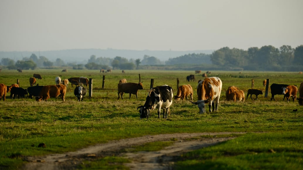dairy farm